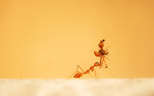 蚂蚁队列在金黄背景上行进