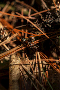 松针下的自然景象