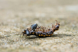 蚂蚁捕食毛毛虫瞬间