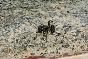 地面上的黑色蚂蚁