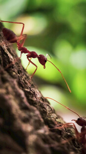 树干上的红蚂蚁