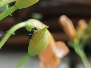 奇特兜兰花特写