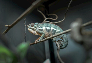 树枝上的变色龙