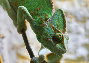 绿色变色龙特写