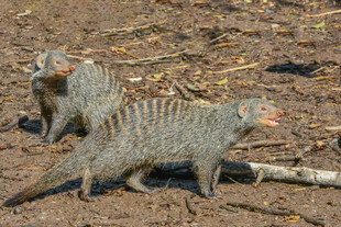 条纹獴在地面活动