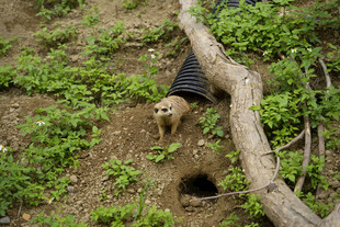 小狗在野外洞穴旁的场景