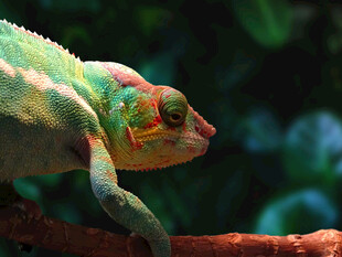 多彩变色龙栖息于树枝