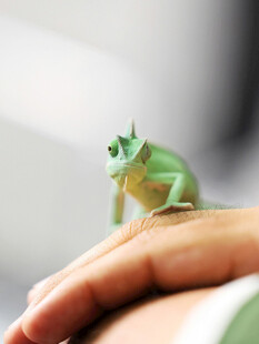 手心上的绿色青蛙
