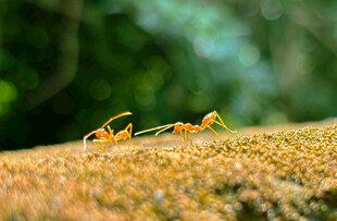 草地上的小黄蚂蚁