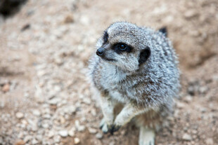 可爱狐獴站立于沙石间