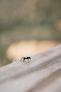 木板上的蚂蚁