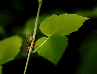 绿叶上的蚂蚁