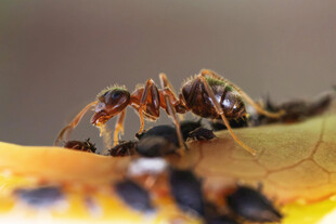 蚂蚁在叶片上忙碌