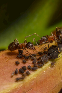 蚂蚁在叶片上搬运食物