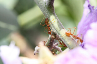 绿叶上的橙色蚂蚁