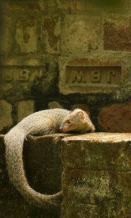 石台上休憩的蛇