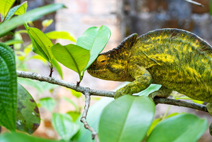 树枝上的变色蜥蜴