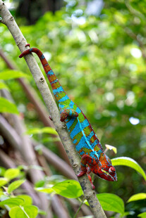 树枝上的多彩变色龙