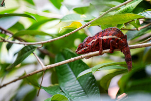 树枝上的红色变色龙