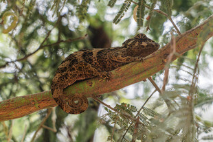 树枝上休憩的猫头鹰