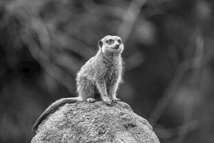 岩石上的警觉猫鼬