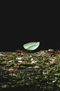 绿叶静置于斑驳树皮上