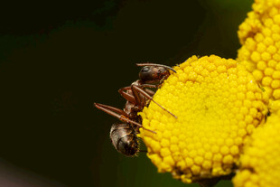 蜜蜂栖息于黄色花朵上