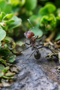红蚂蚁在绿植旁的特写