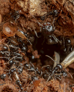 蚂蚁群在洞穴口忙碌