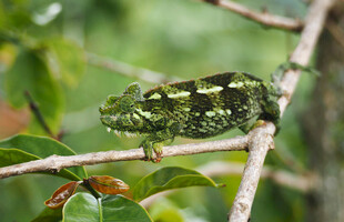 树枝上的迷彩变色龙