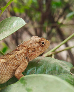 栖息于绿叶上的棕色蜥蜴