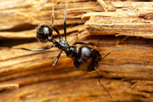 木头上的黑色蚂蚁