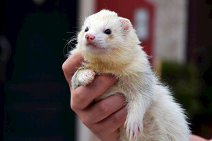 手托可爱小白鼬