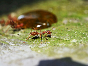 绿叶上忙碌的红蚂蚁
