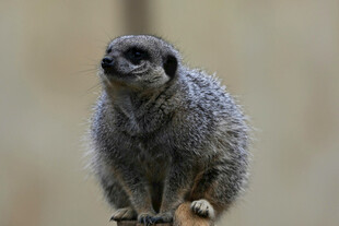 可爱狐獴蹲坐瞭望