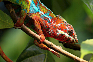 多彩变色龙栖息于枝头