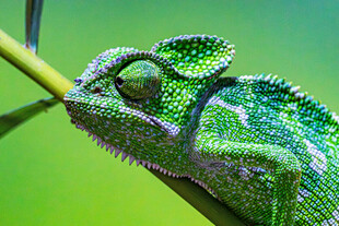 绿色变色龙攀附于枝上