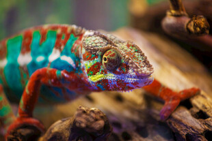 多彩变色龙盘踞于木上