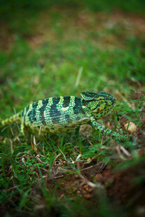 草地上的绿黑相间蜥蜴