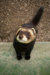 可爱雪貂站立模样