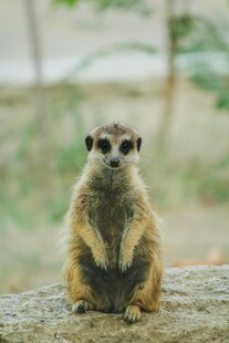 可爱狐獴坐于石上