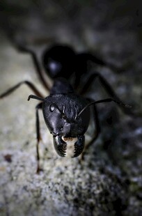 微距下的黑蚂蚁特写