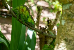 绿叶间的多彩蝴蝶