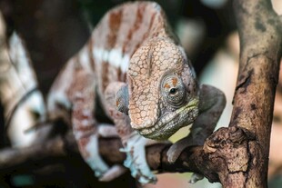 树枝上的变色蜥蜴