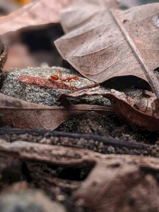 枯叶下的神秘小生物