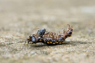 蚂蚁捕食毛毛虫场景