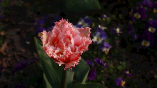 重瓣郁金香流苏