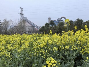 油菜花海旁的工业设施