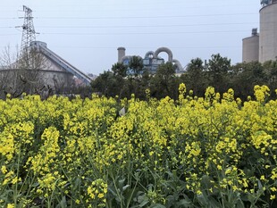 田野中的灿烂油菜花田