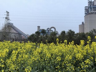 田野间的灿烂油菜花田